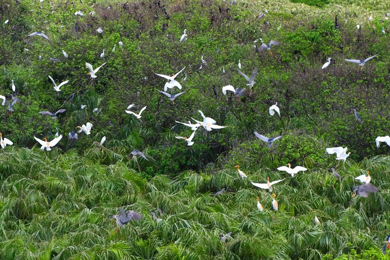 Du lịch Cà Mau- khám phá vẻ đẹp hoang sơ vườn chim của vùng đất mũi