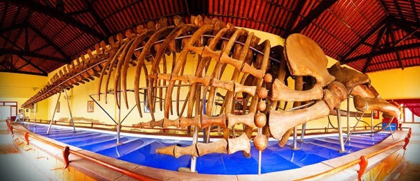 Bộ xương cá voi đã phục dựng